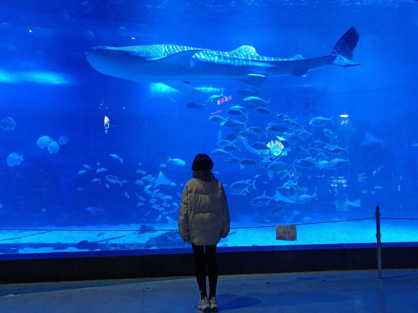 打卡烟台海昌鲸鲨馆的朋友请不要报太大期待      想给来烟台海昌鲸鲨