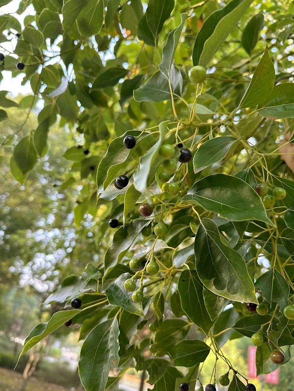 子,这种果实还别有用处哦~有兴趣的小伙伴祥看图文 	 95十年香樟树