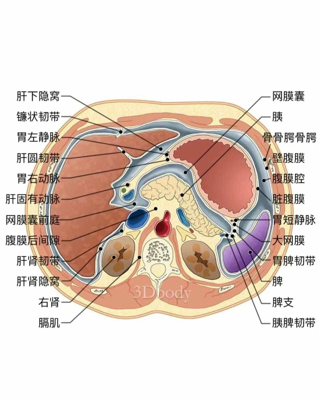 三种腹部解剖图来啦96      让我们一起进步86615