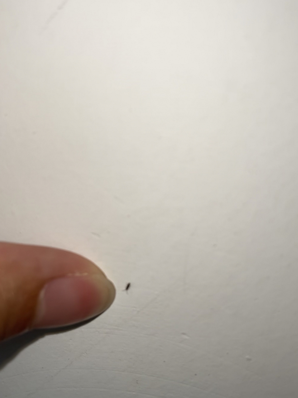 有没有知道这是什么虫子的,家里最近有好多桌子,床上都有这个虫子特别