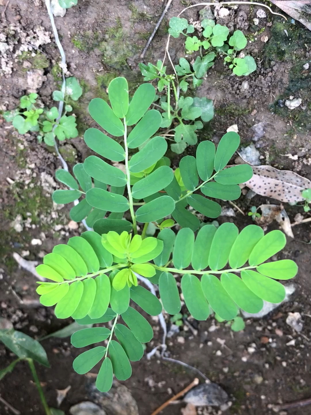 认识植物 叶下珠 叶下珠,昼开夜合,别名珍珠草,日开夜合,阴阳草,老鸦