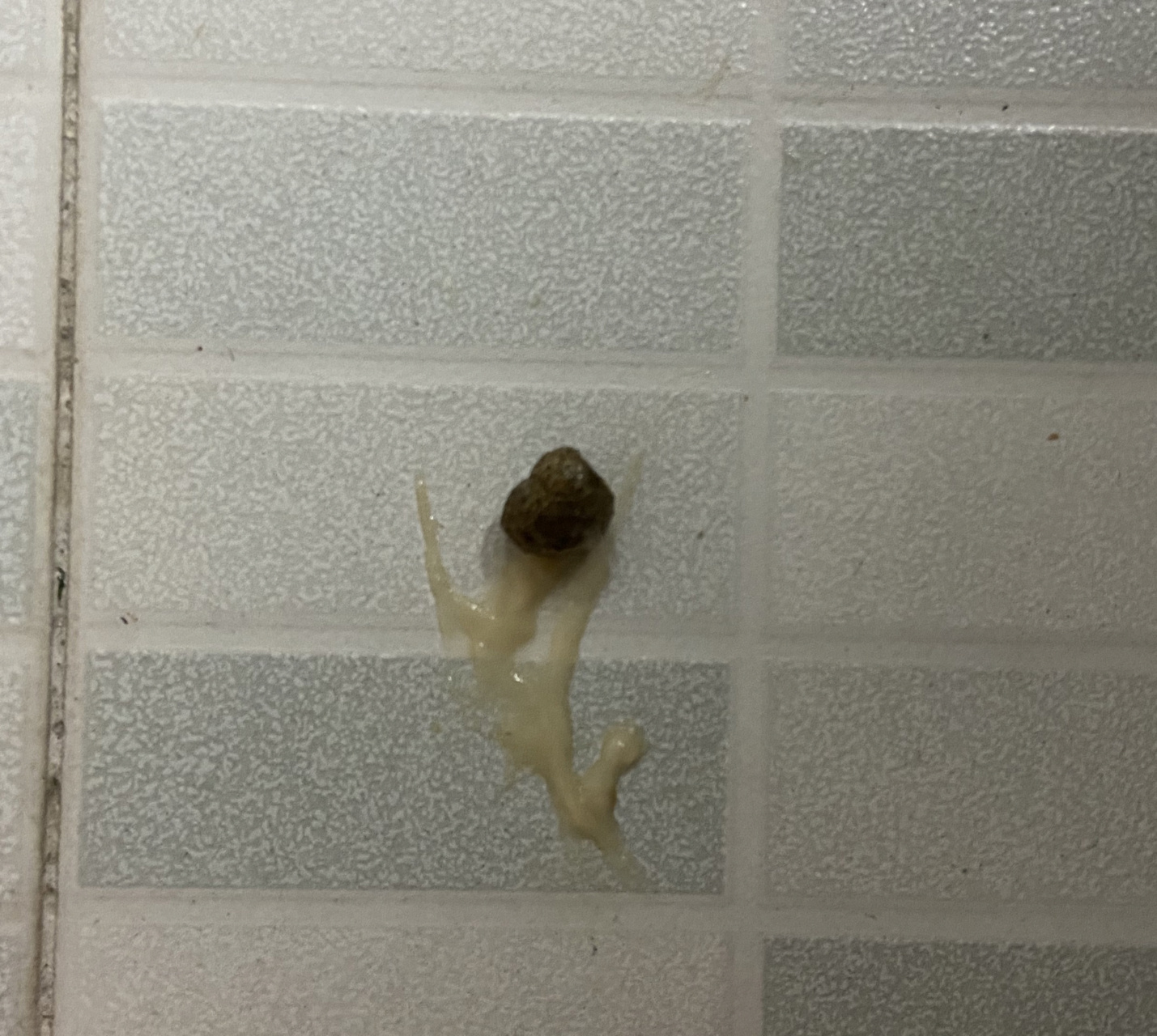 大概两三天前就不吃兔粮了然后我和我妈给它揉