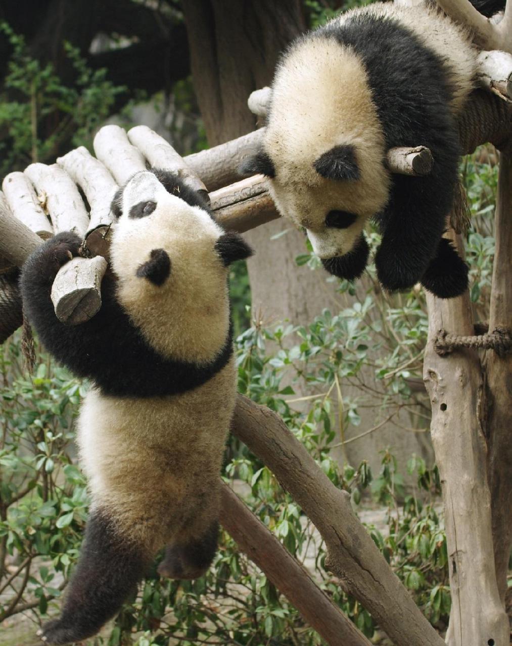 大熊猫香冰香果图片