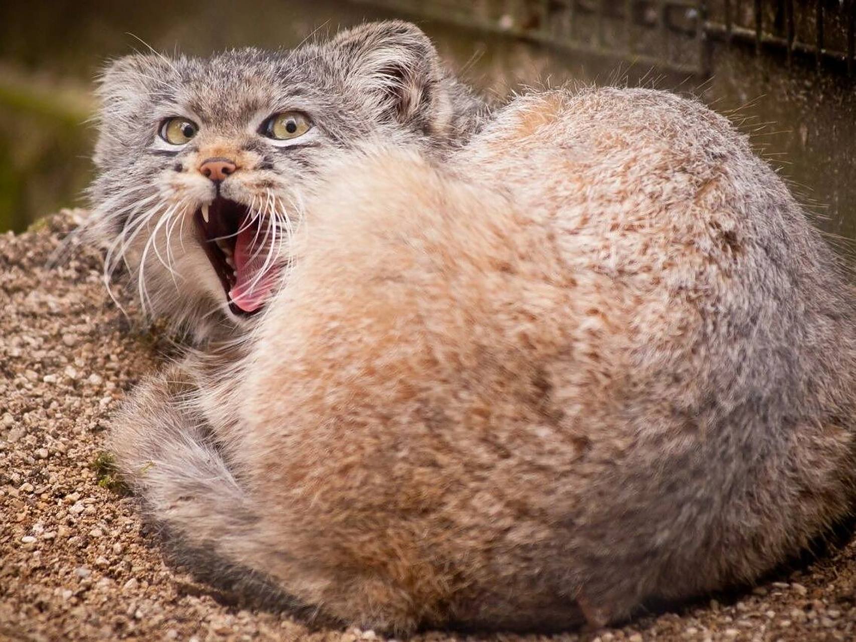 兔狲:超凶萌合集,每走一步都浑身是戏94 学名:兔狲 别称:洋猞猁