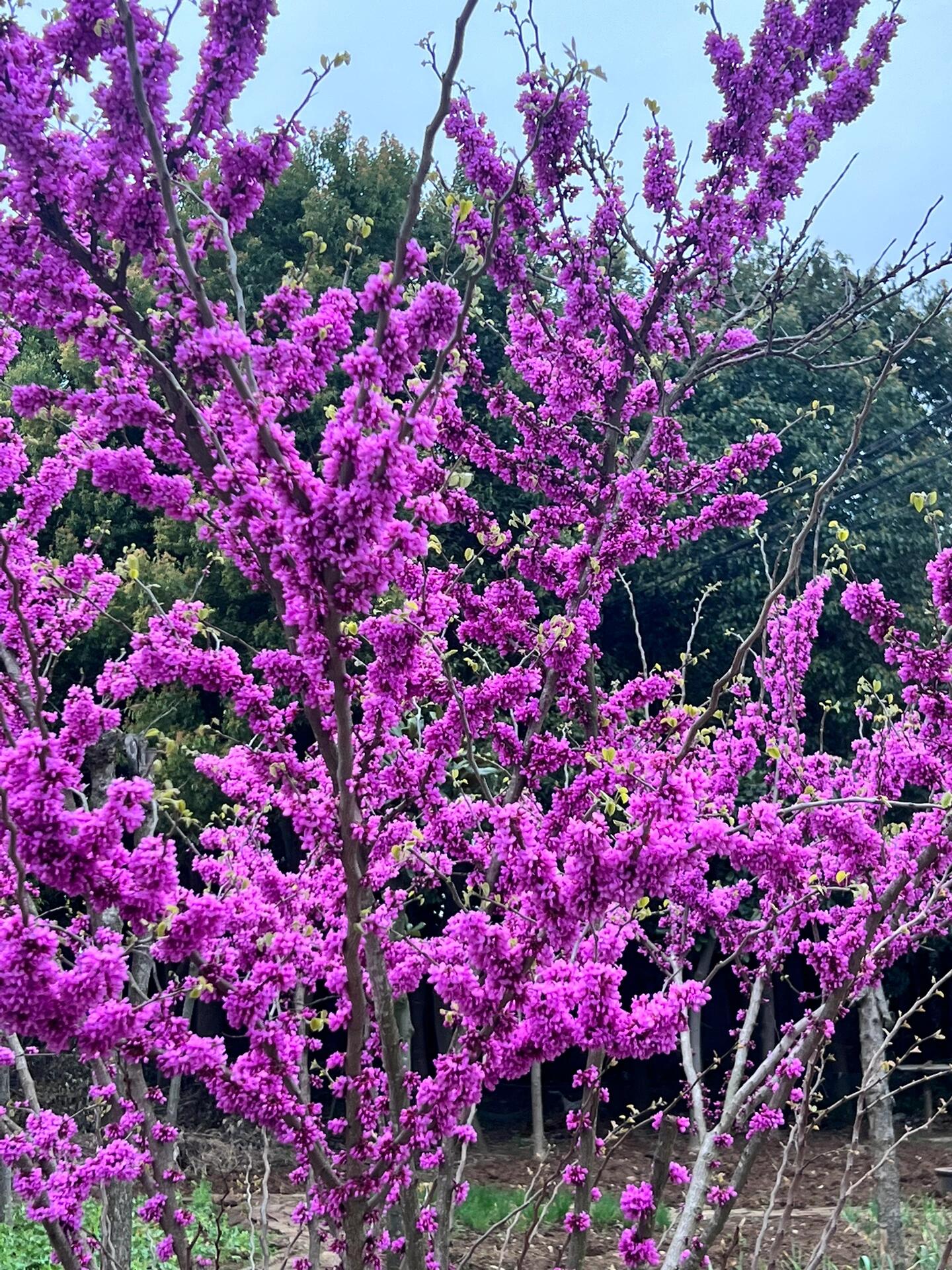 南京紫荆花盛开时节美爆了
