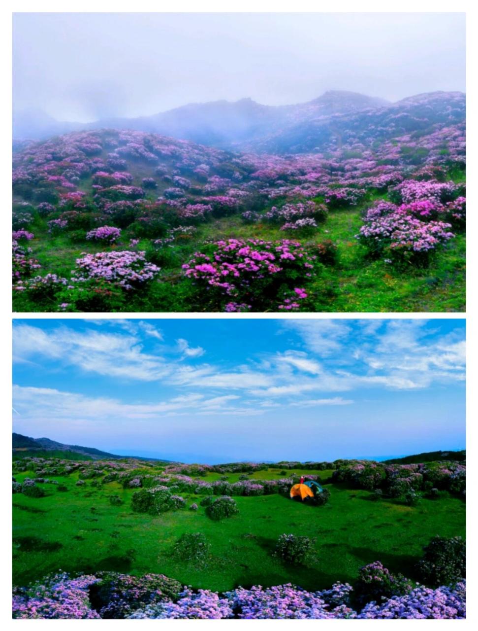 贵州乌蒙大草原高山杜鹃花!