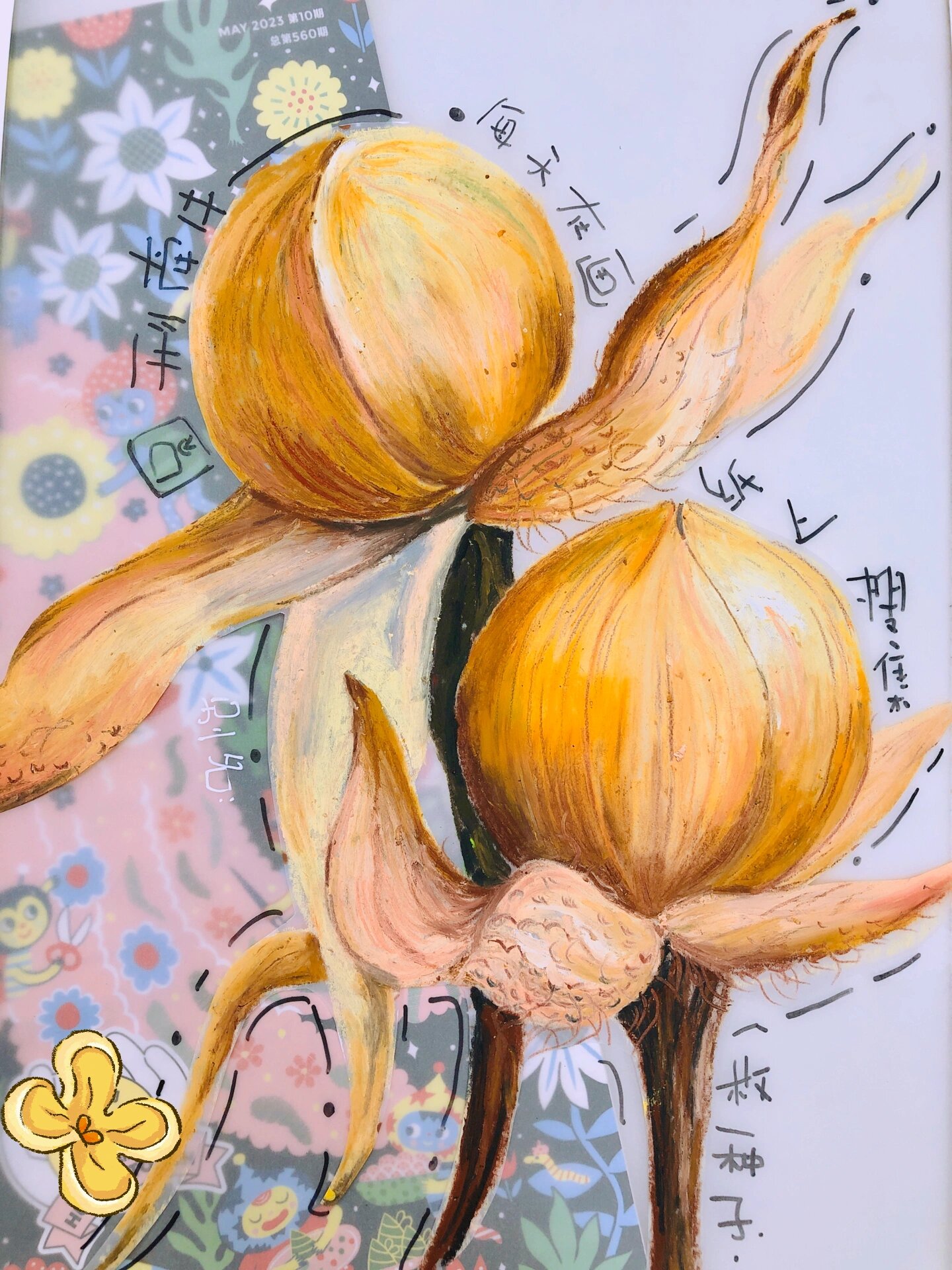 070600圆形牵牛花种子 色彩写生 ?小试一次硫酸纸在绘画 	 ?