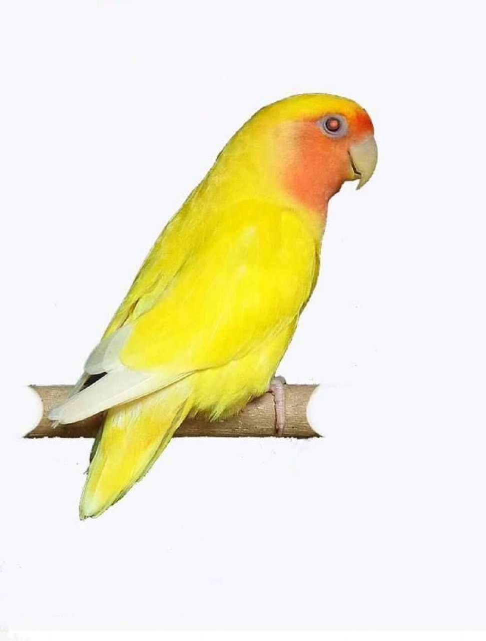 牡丹鹦鹉黄化系列常见组合 顺序依次为: 黄桃,红头黄化闪,蓝腰黄桃(红