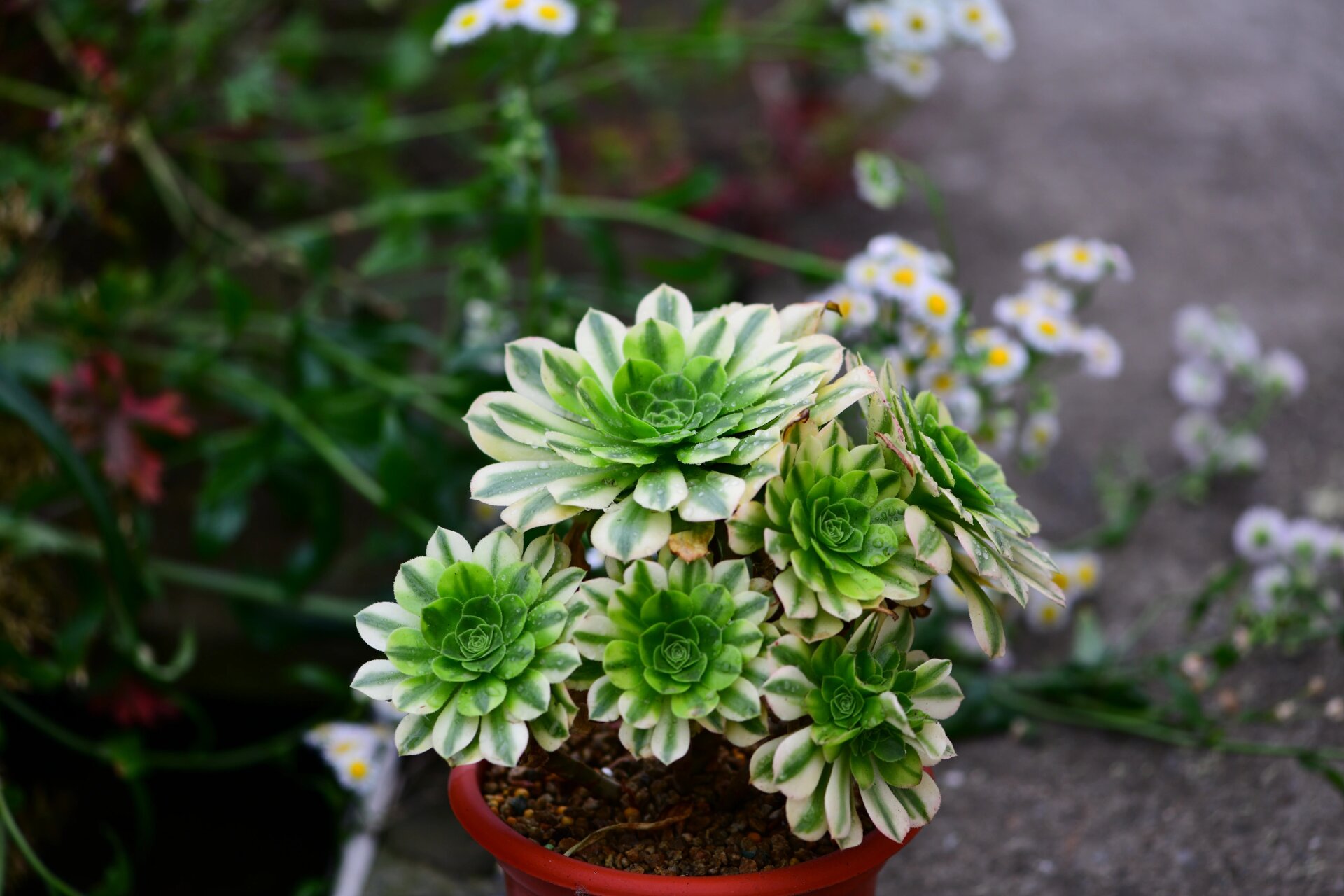 金丝翡翠法师锦 金丝翡翠法师是景天科莲花掌属的多肉植物,为绿羊绒