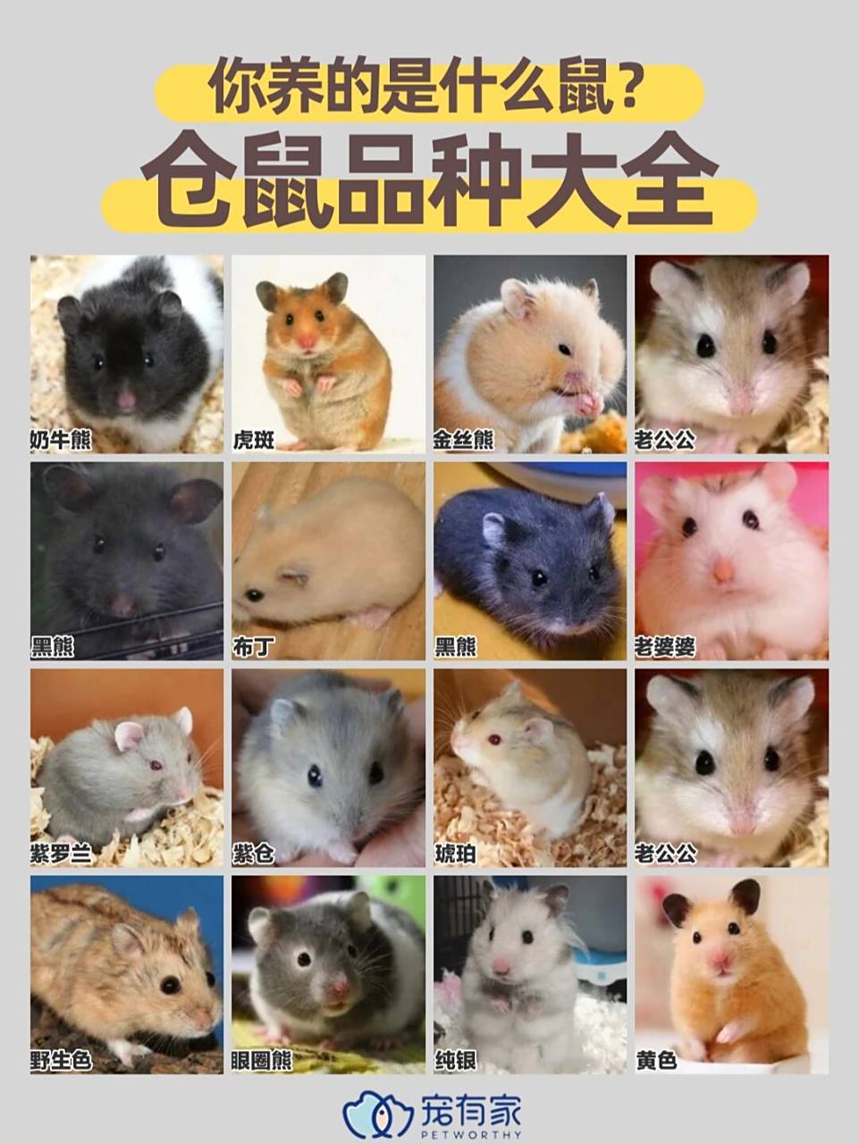仓鼠品种最全整理6015大家都在养哪一种呢 宝子们～晓慧又来啦