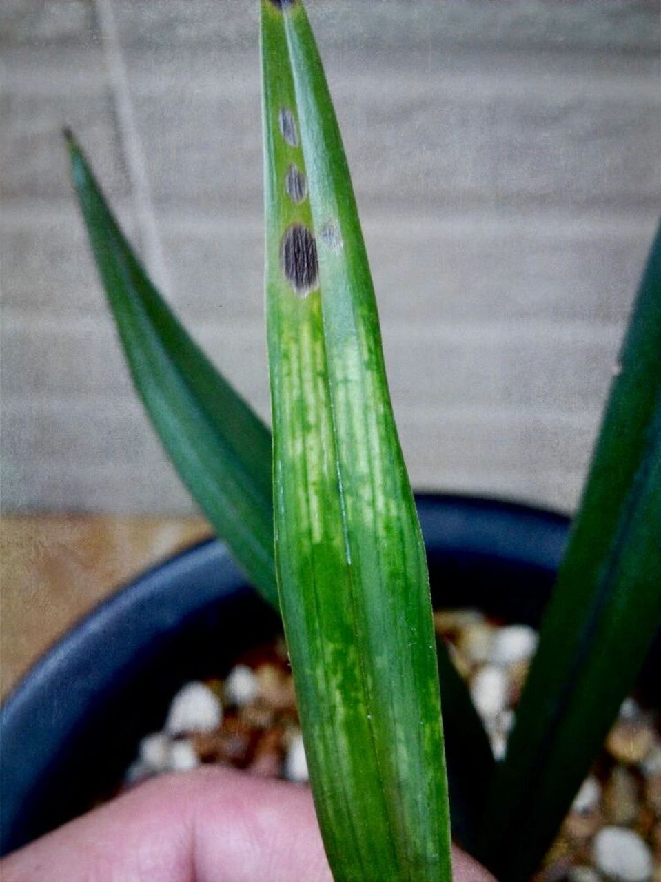 兰花绝症《拜拉丝病》 图片转自中交网,中部或端部发生.