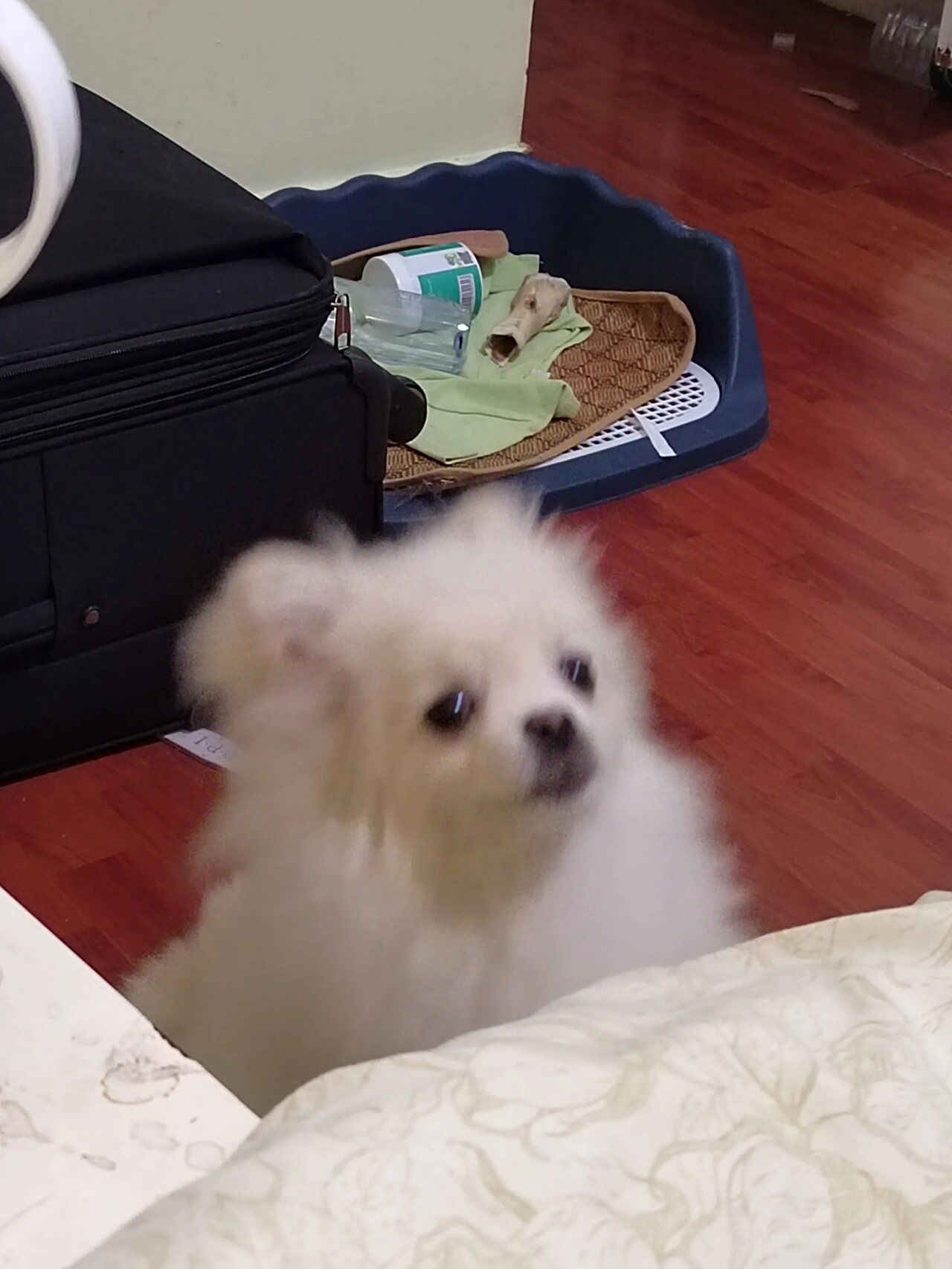 尴尬期,猴子脸  博美妹妹马上满5个月了