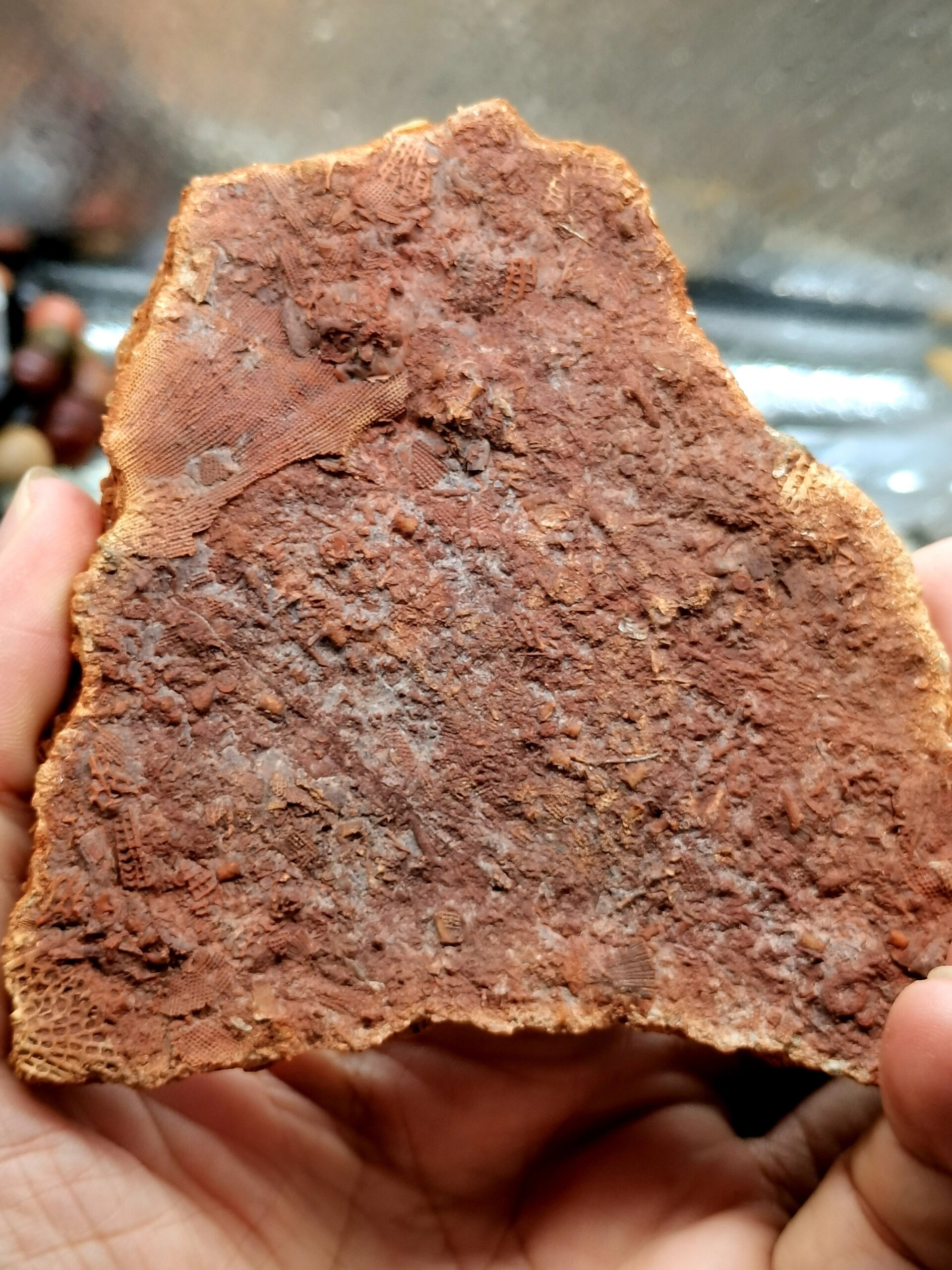 古生物化石 史前苔藓虫化石 68 来自几亿年的苔藓虫化石摆件 喜欢的