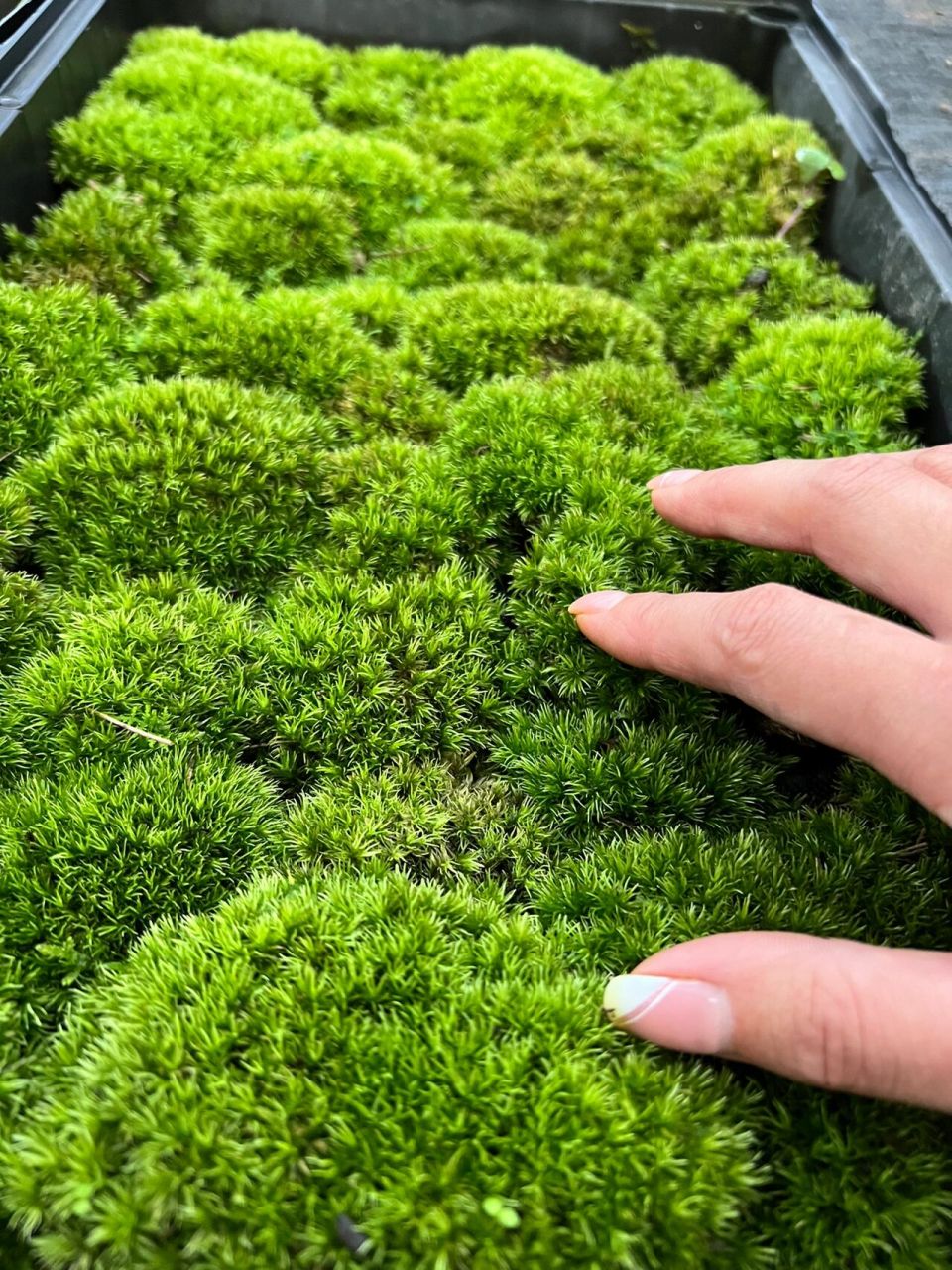 桧叶白发藓的养殖技巧和注意事项 白发藓作为苔藓造景主要素材,已经