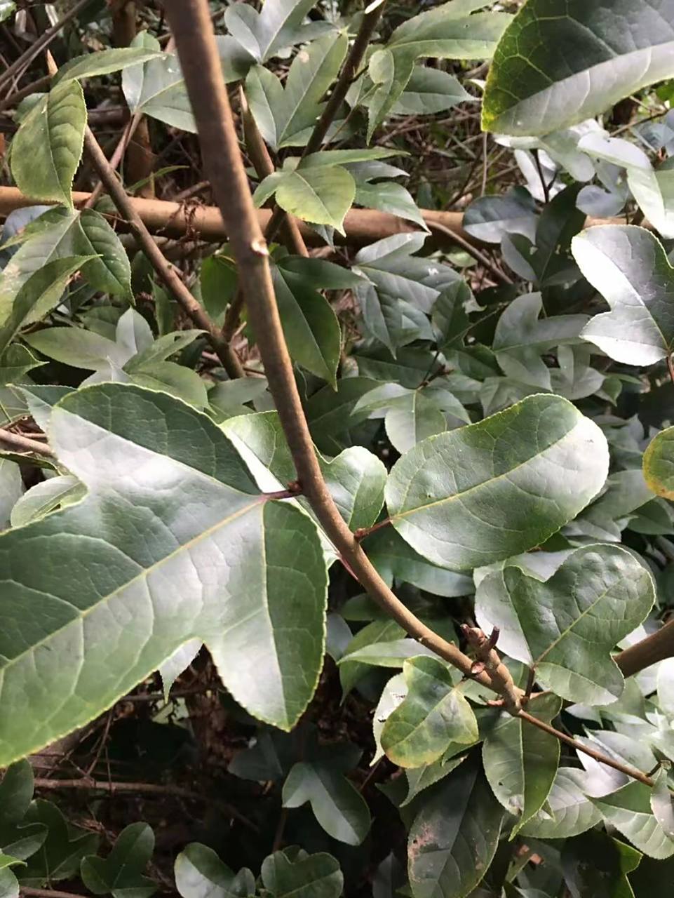 半枫荷 半枫荷主治功效: 治风湿性关节炎,类风湿性关节炎,腰肌劳损