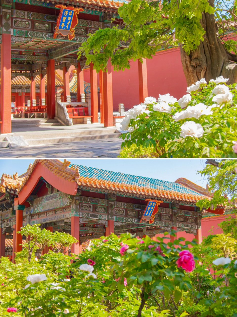 故宫|御花园牡丹第三辑 拍摄于2023年4月16日 万紫千红,争奇斗艳.