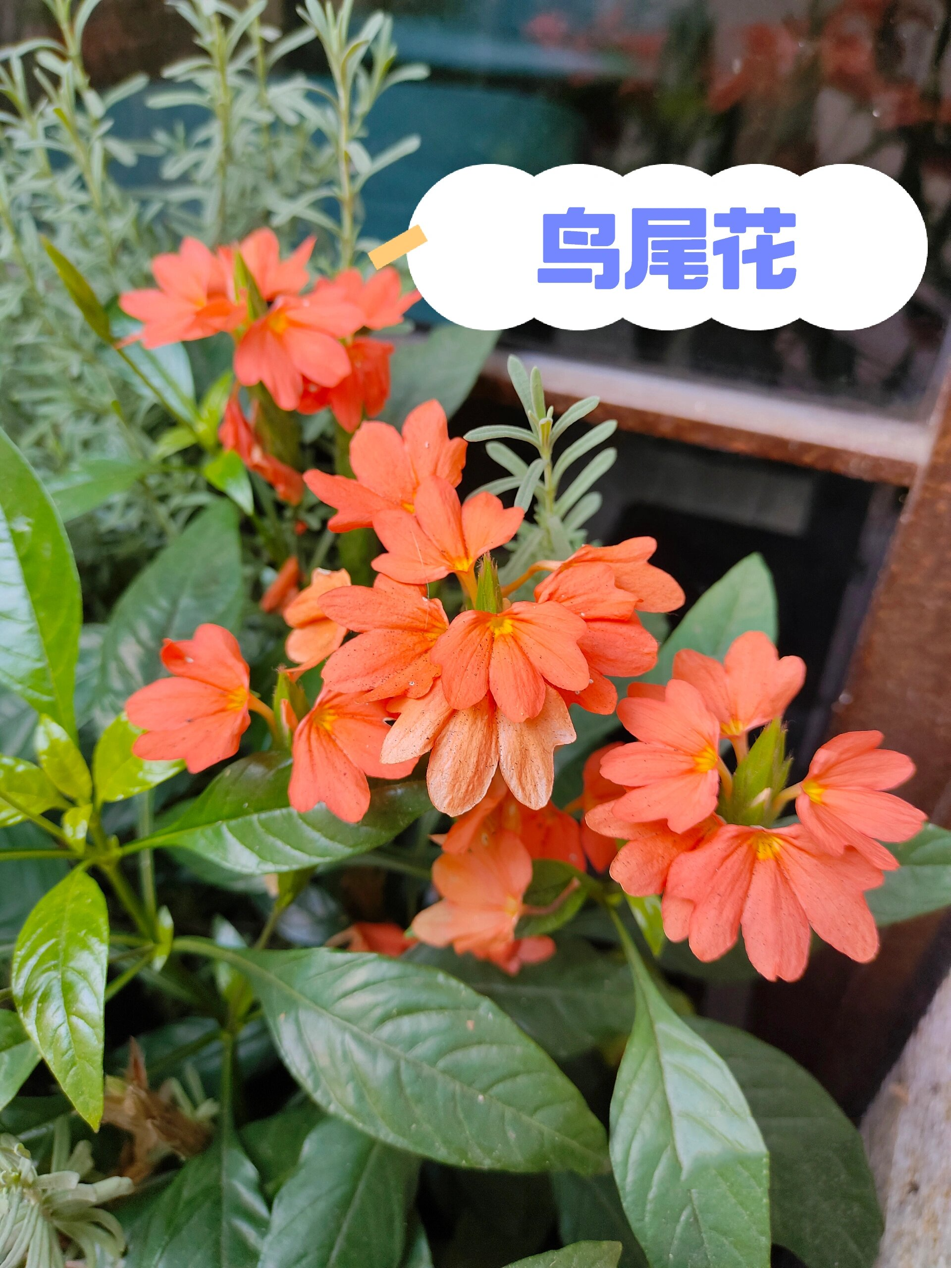 开花如鸟尾的"鸟尾花"你见过吗?