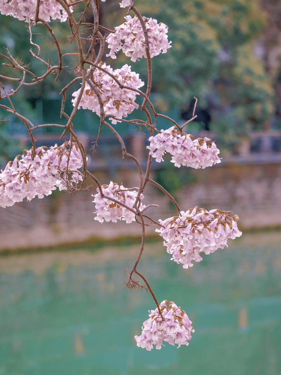 成都一号桥泡桐树花图片