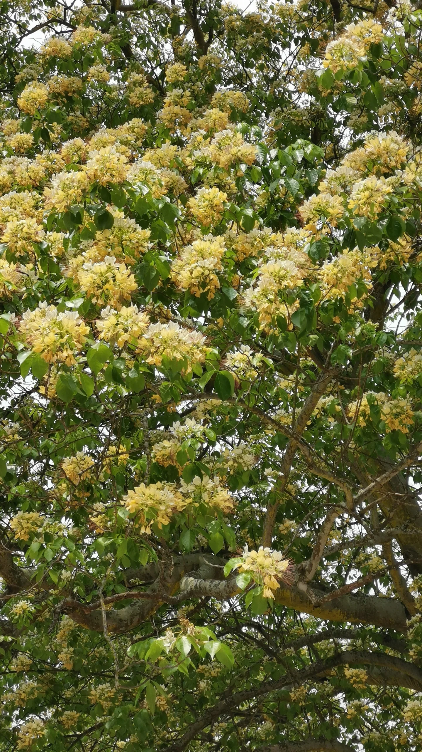 据说因其木质轻盈,遇水漂浮,以前琉球,台湾,广东的渔民将其雕成小鱼的