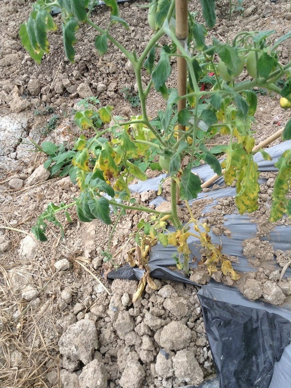 西红柿枯萎病怎么防治?