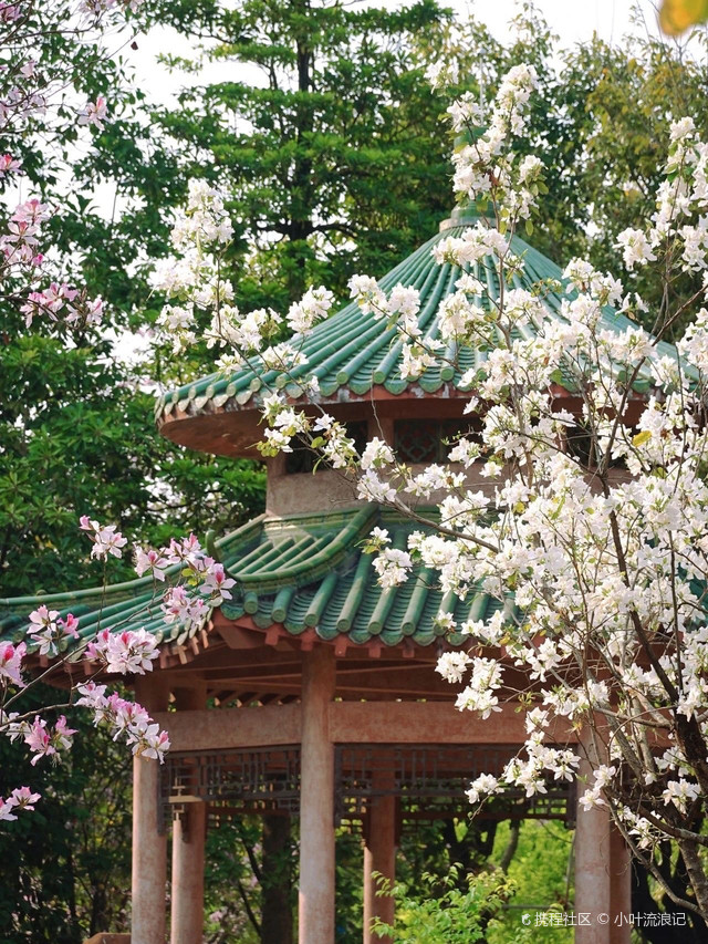 老广们心动的华农紫荆花开啦!