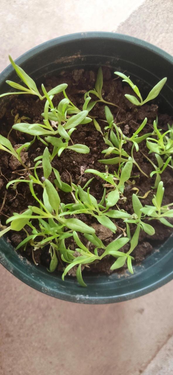 满天星生长的过程.为什么会变得越来越少? 😭😭😭