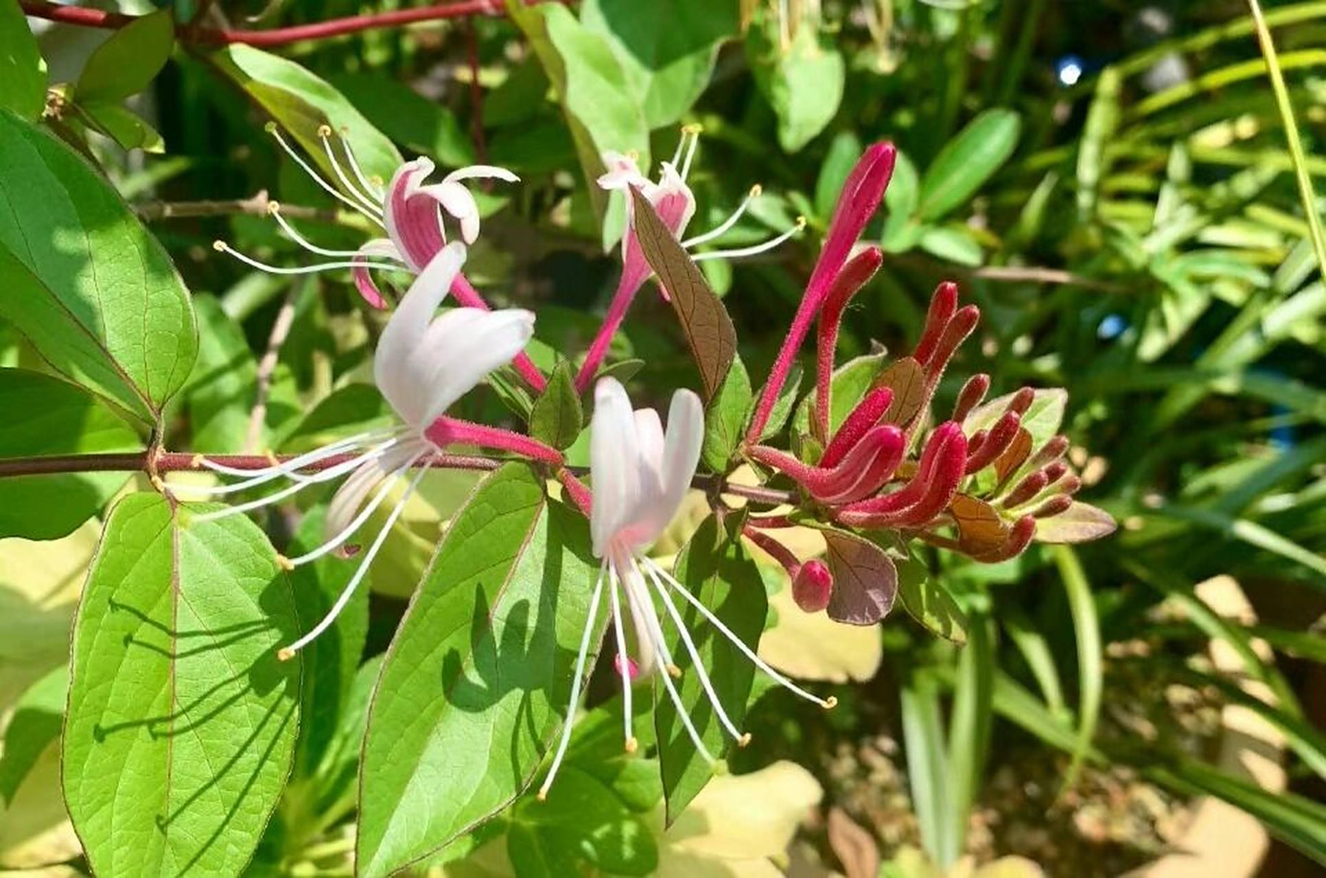 🍀每日一植物🍀金银花 别名:忍冬,金银藤,银藤,二色花藤,二宝藤,