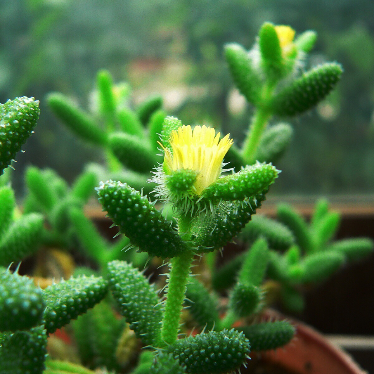 7715每天认识一款多肉9591|雷童| 78雷童又叫做刺叶露子花