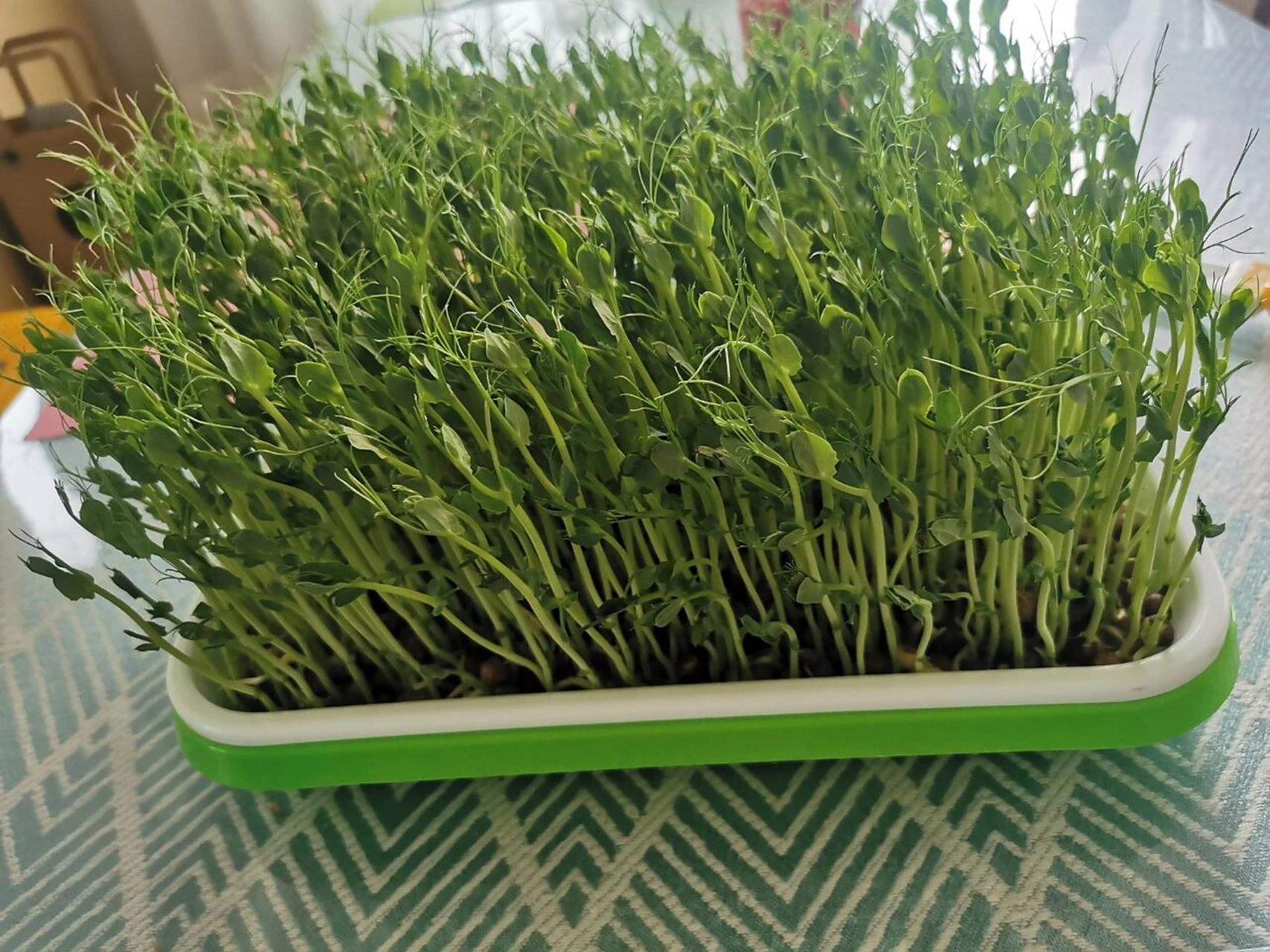 不同品种的豌豆苗 之前看一个红薯姐妹水培的麻豌豆,种出来和我的图一