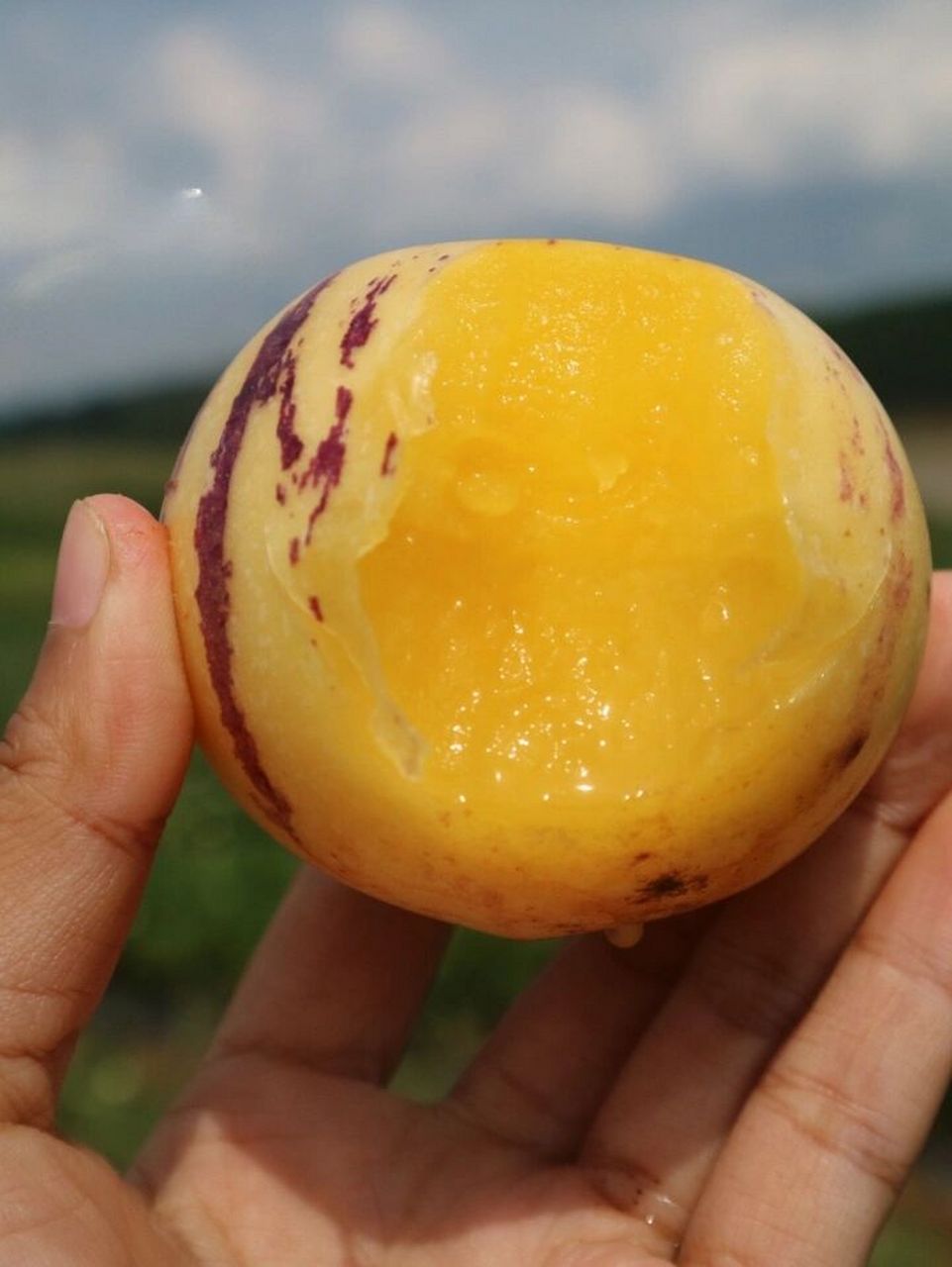 人参果吃了有哪些好处9292 人参果的功效与作用 7373生津止渴