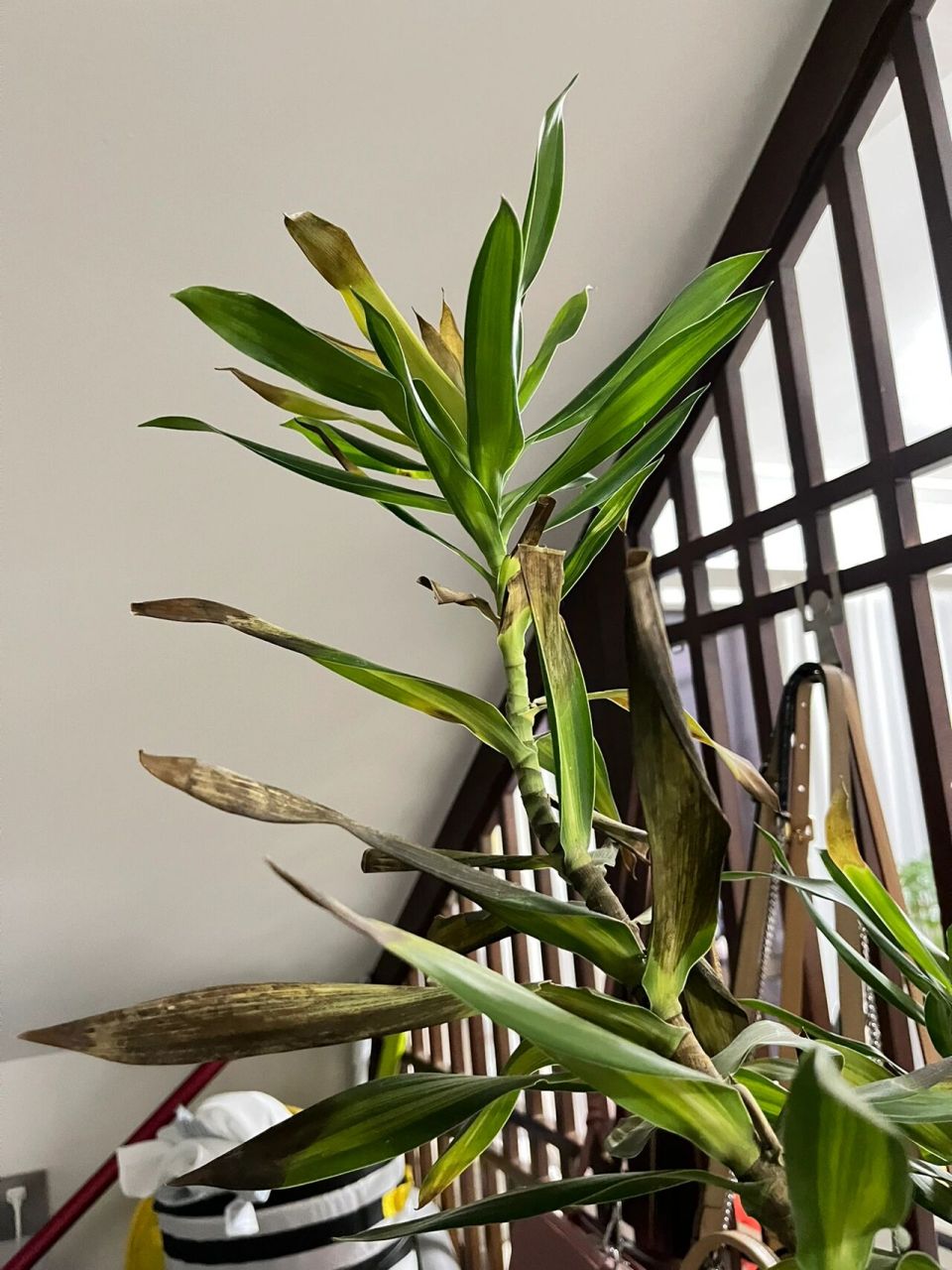 百合竹叶子日渐枯黄是什么原因啊 放在客厅散光,阴凉处,一周左右浇