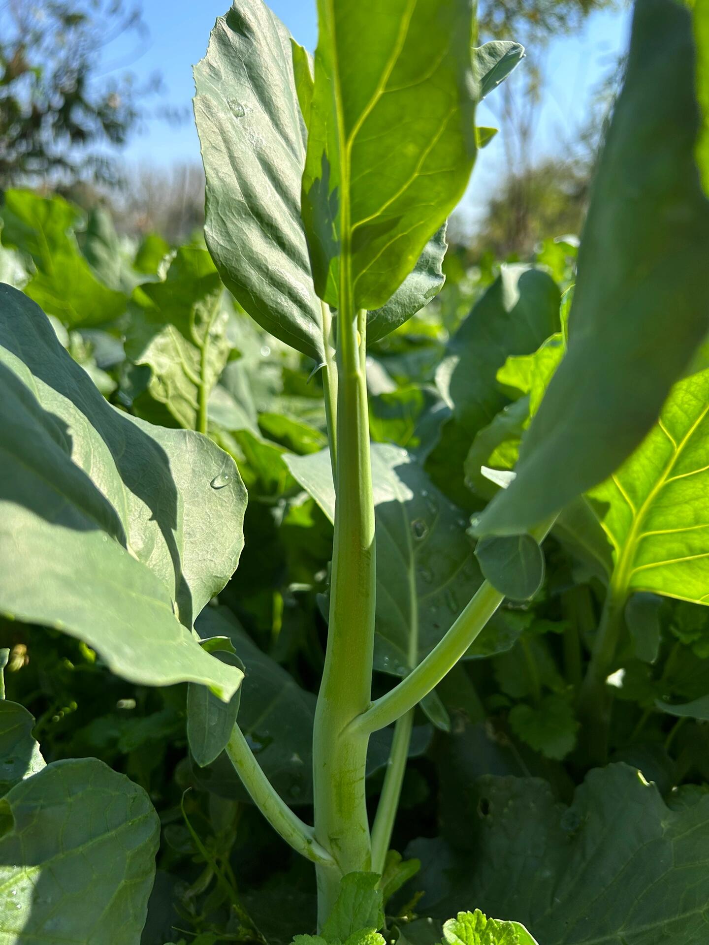 今天开始 关心粮食和蔬菜(芥兰菜02)