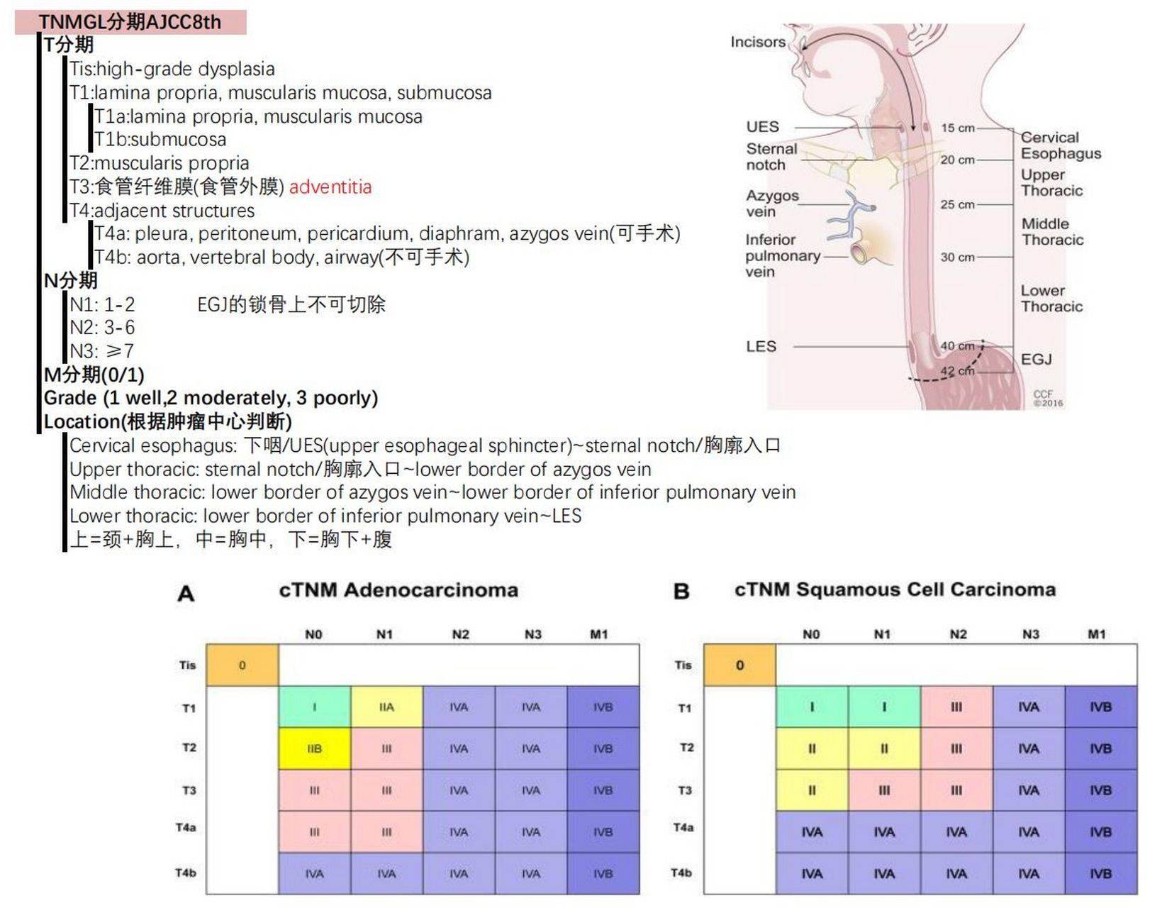 食管癌分期(ajcc 8th) 食管癌分期(ajcc 8th) 0202020202