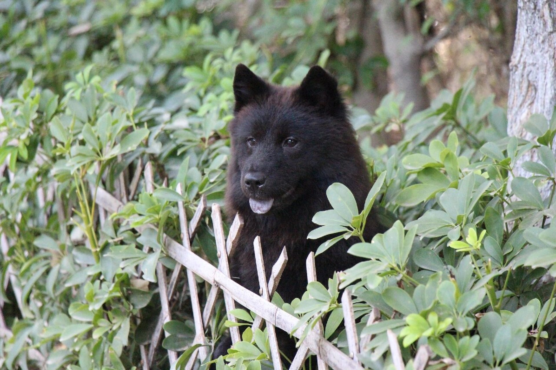 最帅中华田园犬之~广东熊狗 六个月的少女初长成