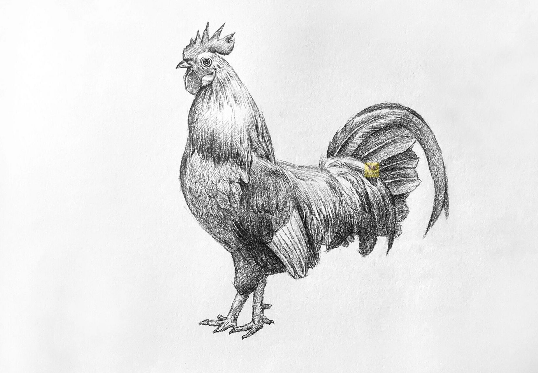 素描动物公鸡绘画步骤 素描动物大公鸡绘画