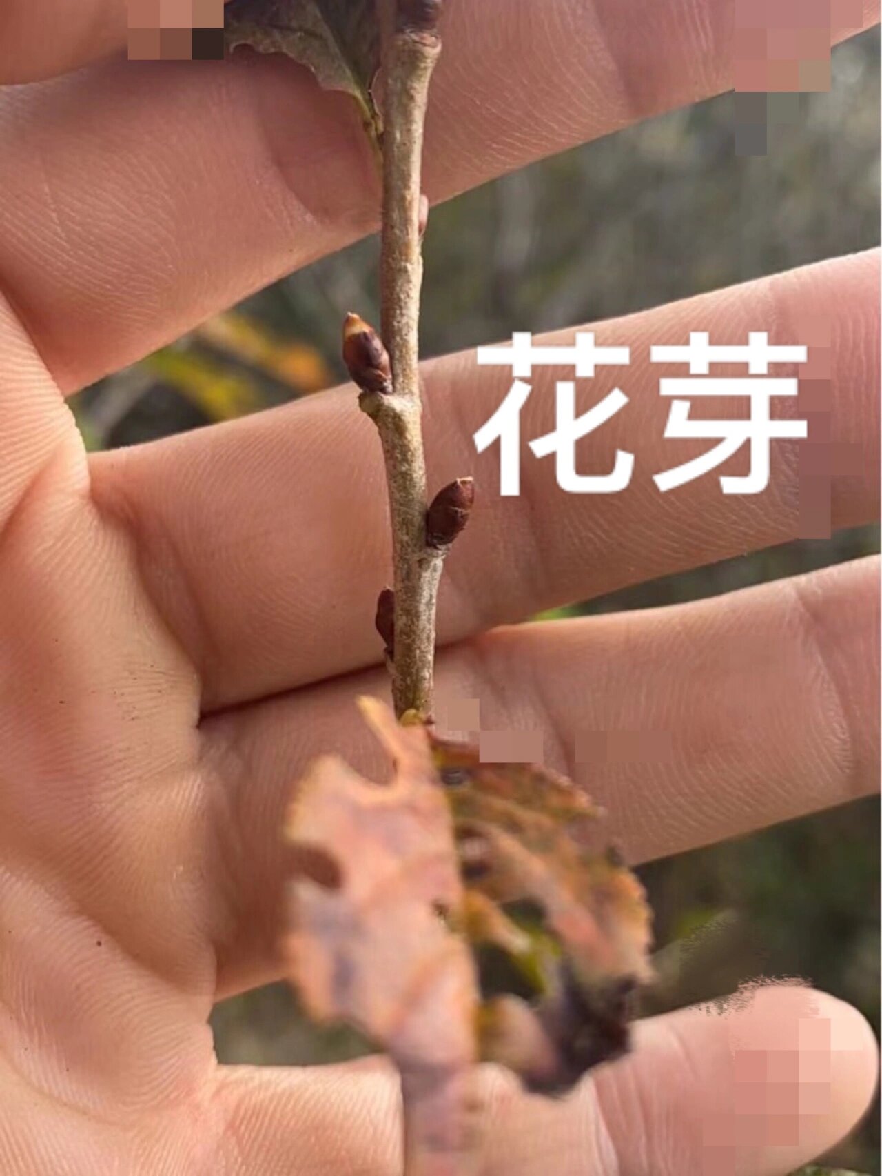 很多人还是不会看小樱桃的花芽跟叶芽