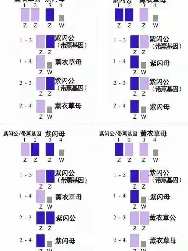 牡丹鹦鹉基因配对公式图片