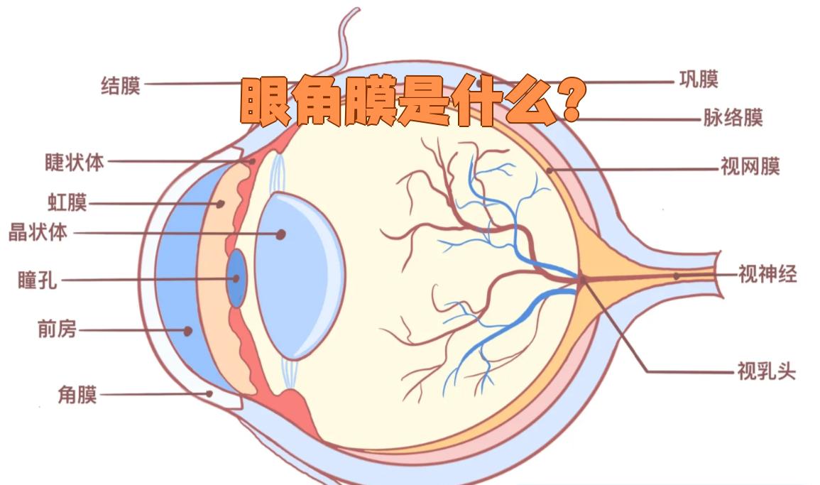 眼角膜是什么?