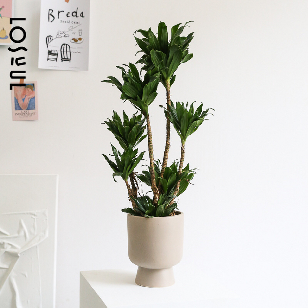 简单时尚的高颜值绿植——太阳神,新手可养 今天,推荐一盆特别适合养