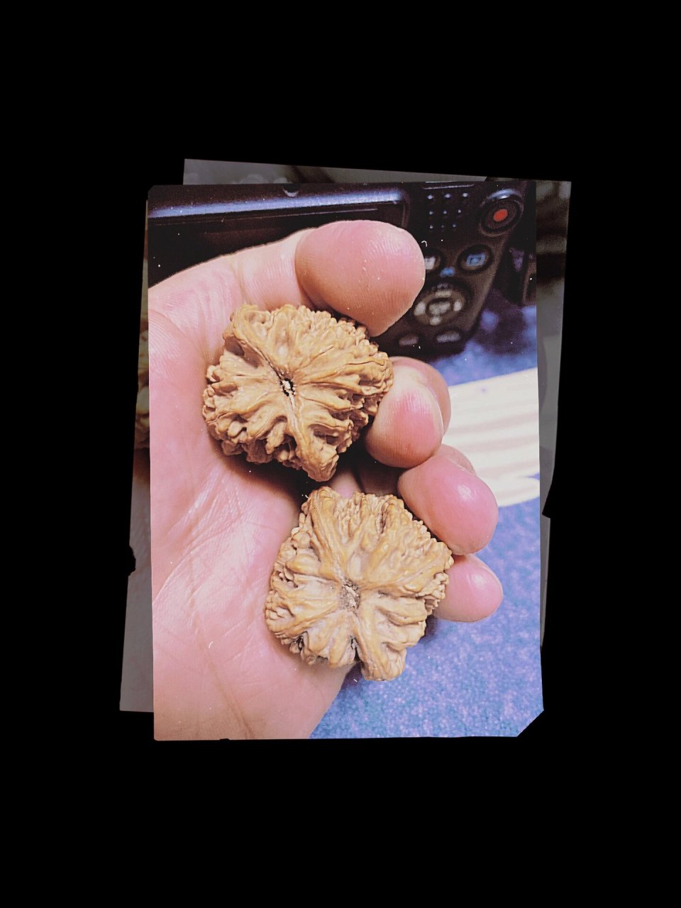 文玩核桃鉴赏之蚂蚁沟狮子头 71蚂蚁沟狮子头 78以产地命名的核桃