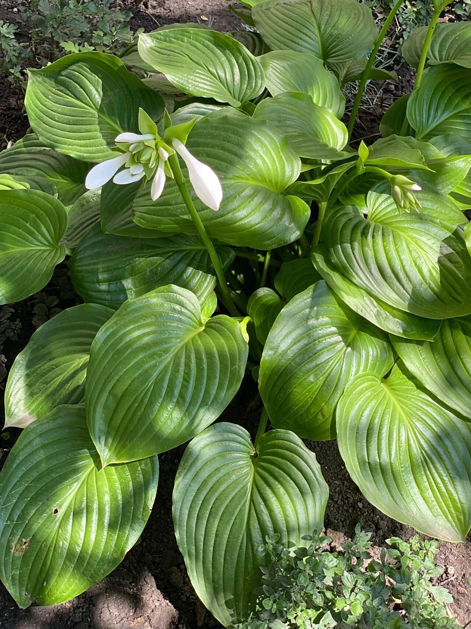 玉簪属于百合科植物,别名玉春棒,白鹤花,白萼 ,花语是清新脱俗,冰清