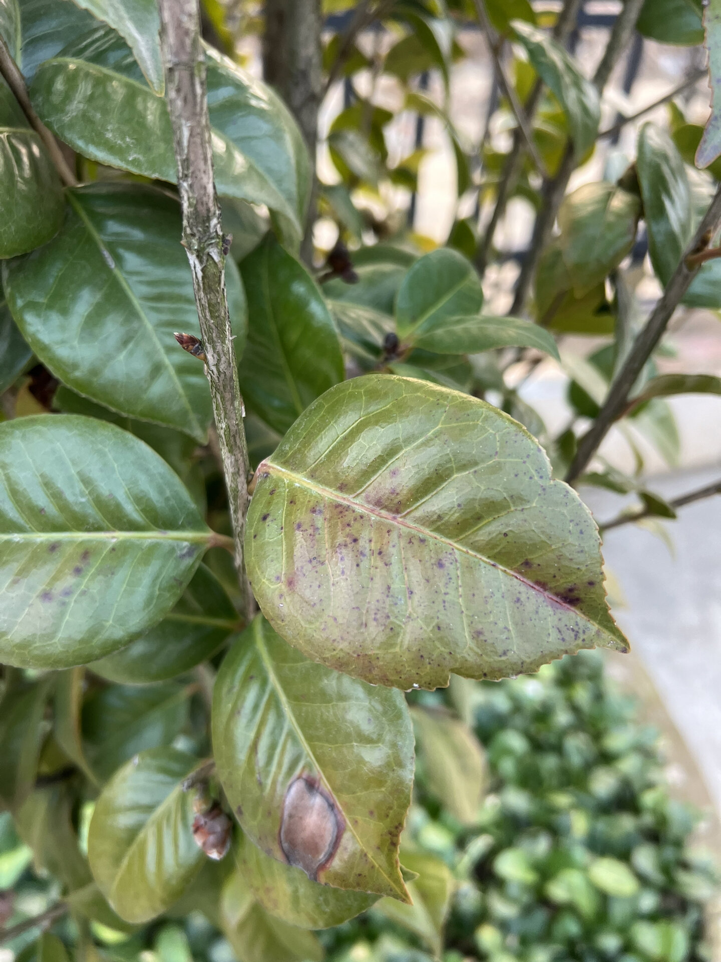 茶花新叶黑霉病图片图片