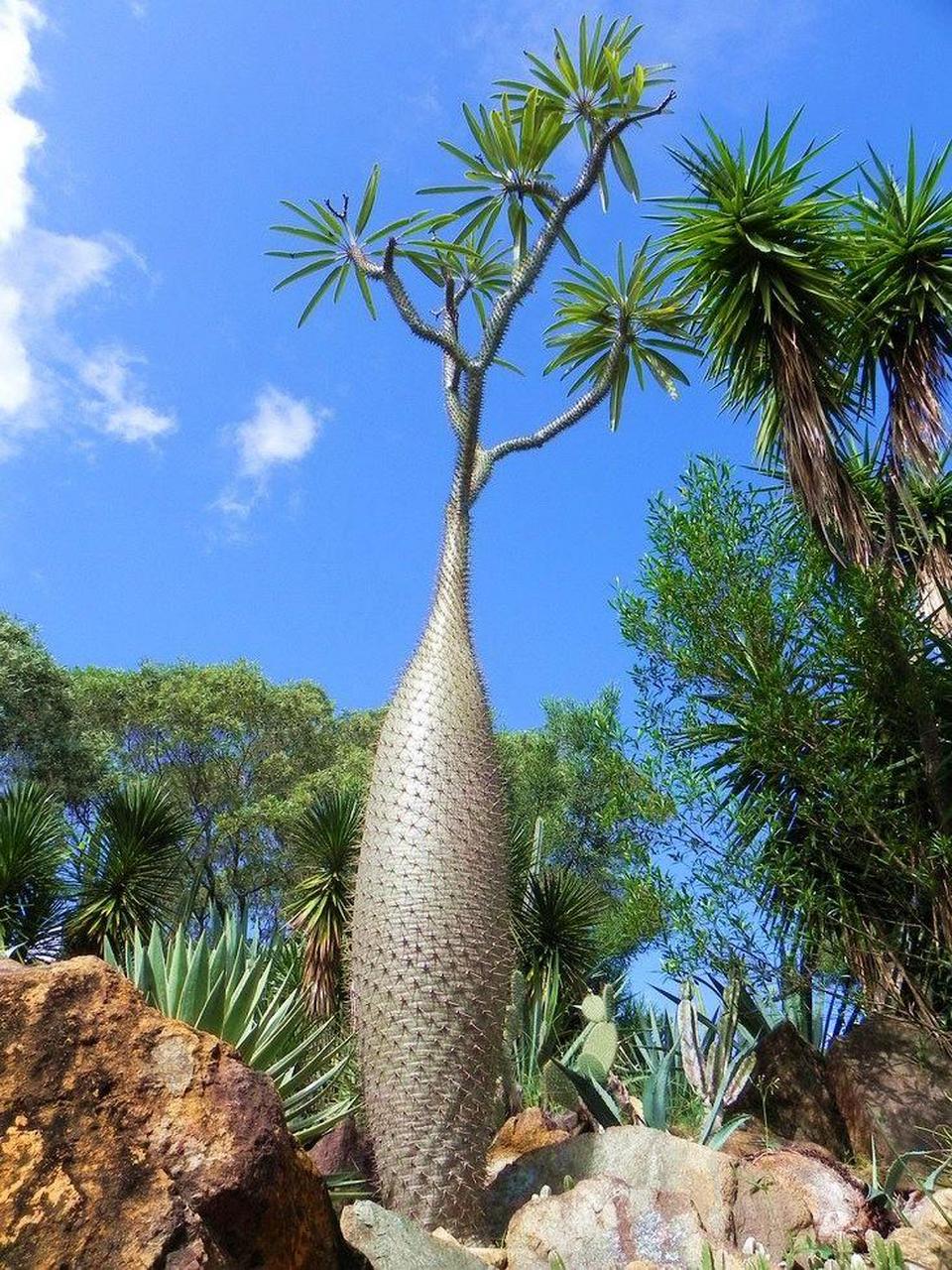 非洲多肉植物图片欣赏图片