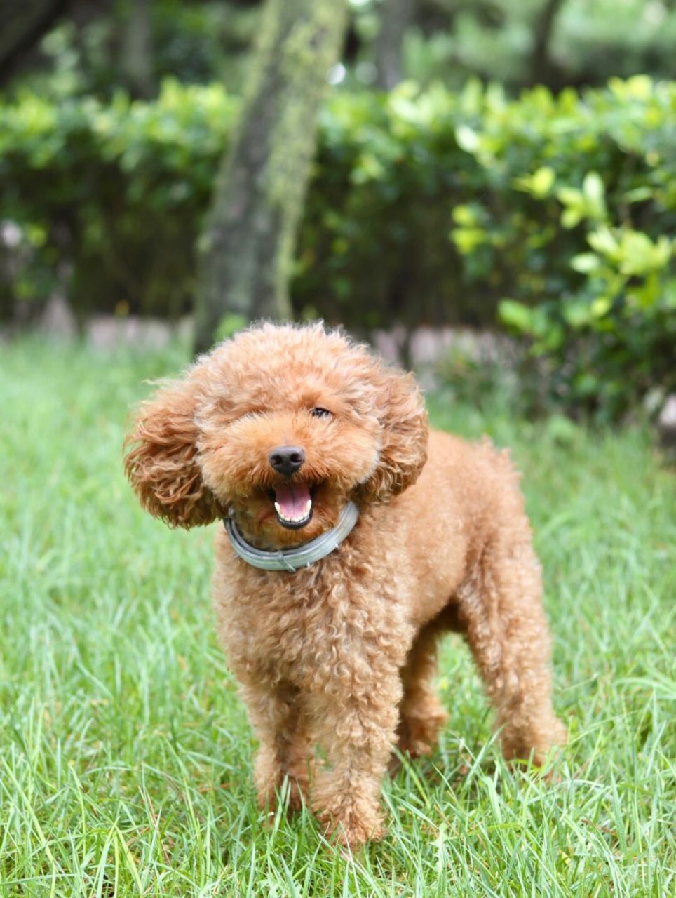 97狗狗喜欢在草地里玩耍,但小虫会hin多.