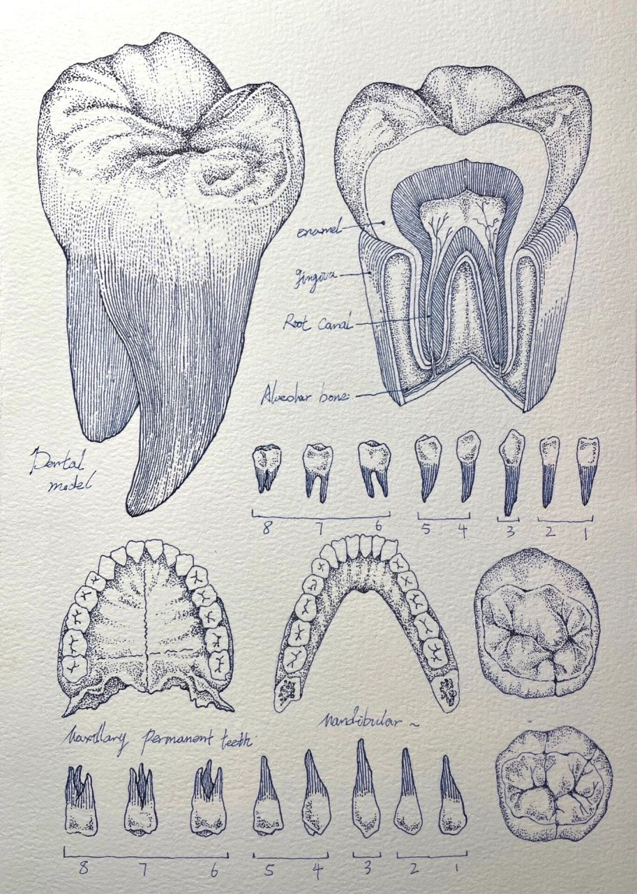 口腔解剖生理学画牙齿图片