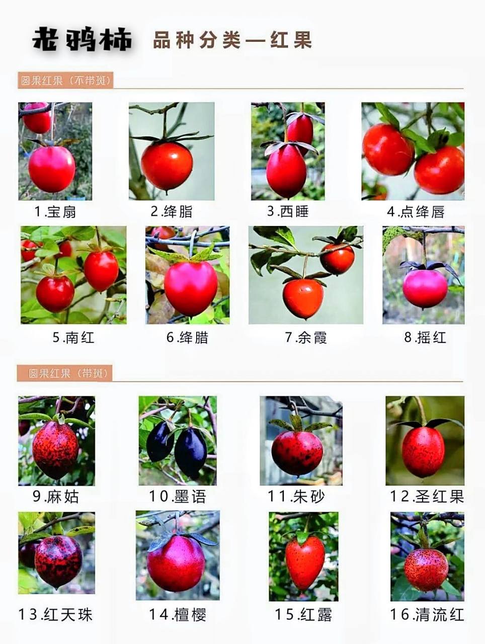 盆景|老鸦柿品种 大合集 99笔记《盆景|老鸦柿,柿柿如意》中对老鸦