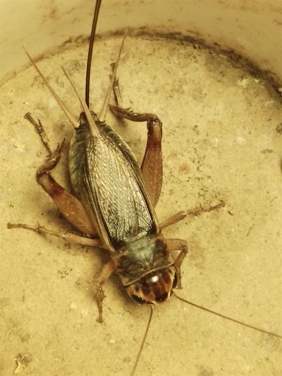 花头母油葫芦 几条漂亮的花头母油葫芦,今年份起来