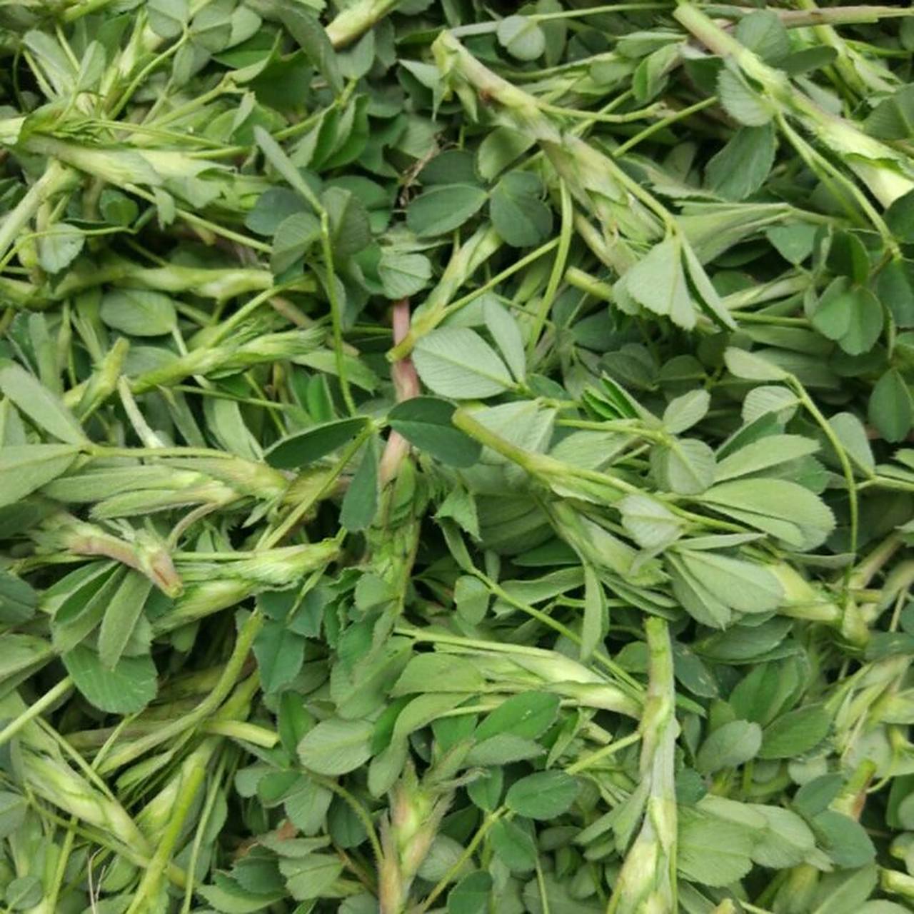 春日野菜   牧草之王～苜蓿 苜蓿的功效与作用 清热利尿,预防贫血