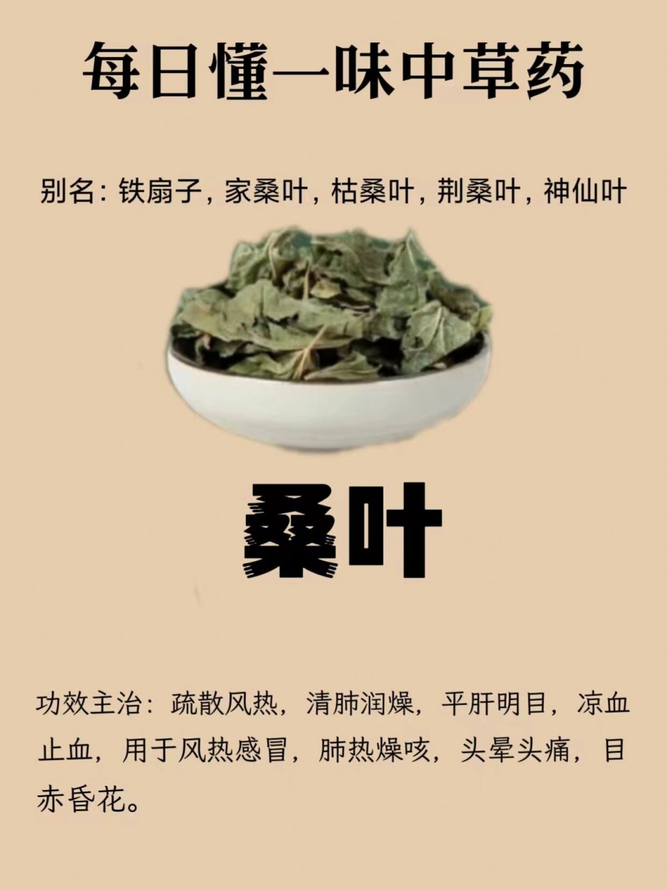 桑叶图片