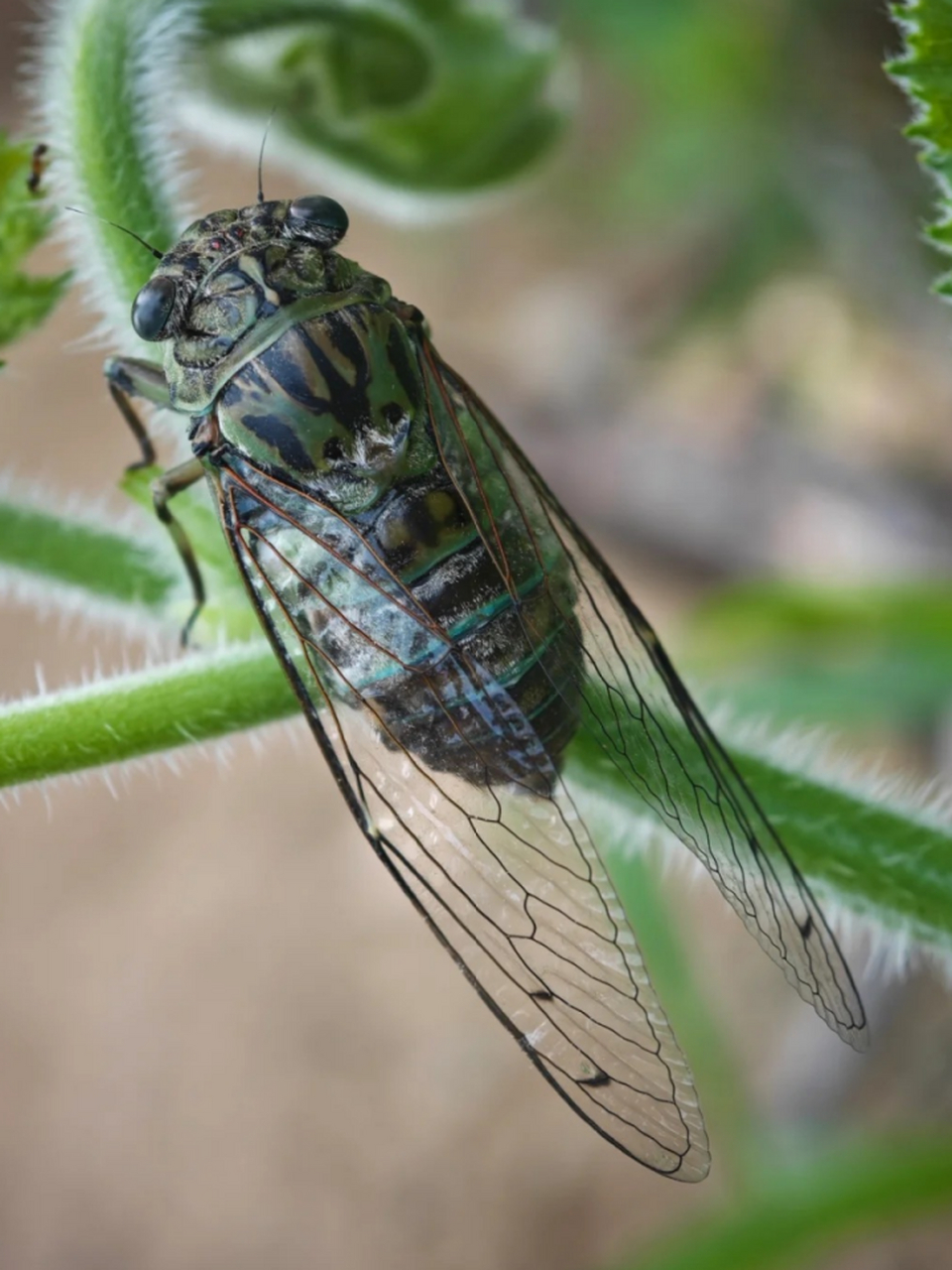 每当夏日炎炎,蝉鸣声此起彼伏,为大地带来无尽的生机与活力.